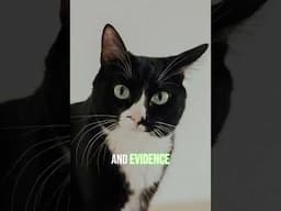 Did You Know This About Tuxedo Cats?