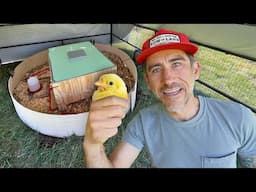 Brooding 150 Chicks Outdoors in a Portable Coop