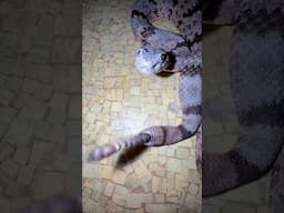 Banded Rock Rattlesnake RATTLING! Pink Belly! Amazing #snakes