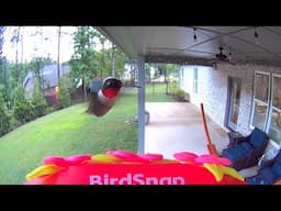 Bird Snap Hummingbird Feeder With 4K Camera Review