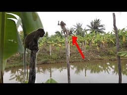 Nahu stuck on a small pole in a pond is extremely dangerous