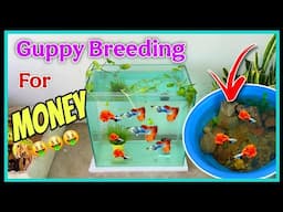 Can I Turn Rs 1000 into Rs 1 Lakh from Breeding Guppy Fish 🤩🤩