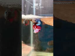 How to care betta fish😍 #shorts #bettafish #care
