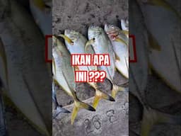 ikan apa ini ? #agungbalifishing