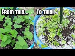Hail storm damaged my garden (plus Papa is randy, chick update)
