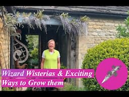 Wizard Wisterias & Exciting Ways to Grow them