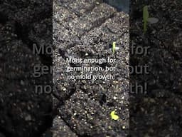 Fight root rot and damping off with #vermicompost! #organicgardening #springgarden #seedstarting