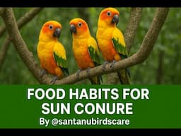 Proper Food Habits For Sun Conure Birds By @santanubirdscare @PakhirVidyalaya