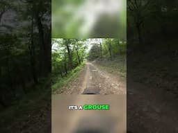 Motorcycle Trail Surprise: Grouse Encounter in the Woods!