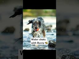 Action water shots with the Dog 🐶 #dogphotography #canonr6markii