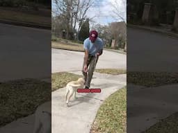 Frankie the Lab puppy learns to come when called! #labrador #dogtraining