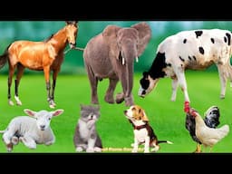 Collection of Cute Animal Sounds: Horse, Cow, Cat, Chicken, Dog, Sheep, Cat - Animal Moments