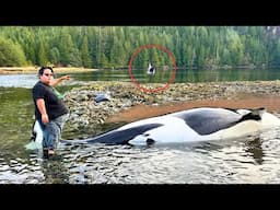 10 Mins of Orca Rescues That'll Make your Day Better