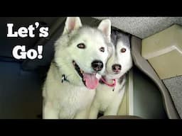Can Our Senior Husky Handle THIS? First Camping with Dogs Trip of the Year!