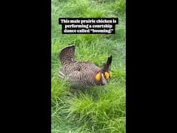 This male prairie chicken is showing off his booming behavior!