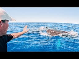 Solo Camping With Whales and Dingoes