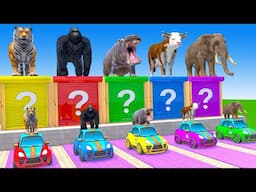 Long Slide Game With Elephant Gorilla Buffalo Hippopotamus Tiger - 3d Animal Game - Funny 3d Animals