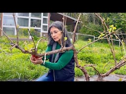 Caring For Damaged Home Grape Vines For Optimal Growth and Harvest