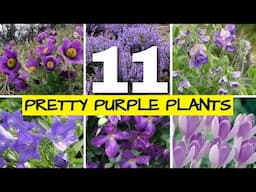 11 Purple Flowers for a Stunning Cottage Garden in Every Season