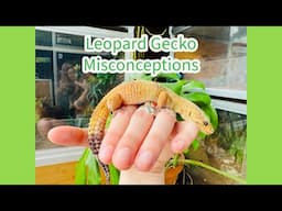 Leopard Gecko Misconceptions