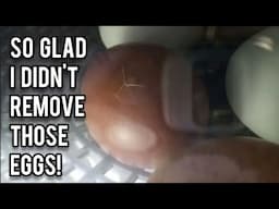 Baby Chicks Here and More On The Way!!!!