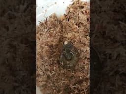 Powelliphanta augusta snail laying an egg