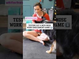 A New Nose Work Enrichment Game 👃 #shorts