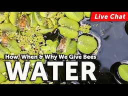 LIVE BEEKEEPING CHAT! GIVING BEES WATER - Why We Do It, How to Do It, When to Start & More!