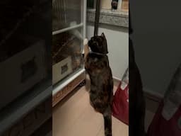 Real life Tom & Jerry