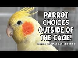 Giving Your Pet Bird Choices Outside Of The Cage - Choices Series Part 5 | TheParrotTeacher