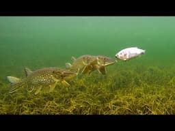 Zombie fish 🧐 or a vibratior 🤯