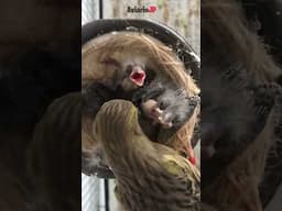 🔥 Instinto natural: Canarios alimentando a sus crías 🐣