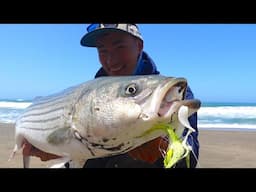 Surf Fishing for BIG Striped Bass with my new Favorite Lure