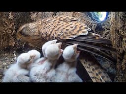 Hungry Kestrel Chicks Clamour for Food | Apollo & Athena | Robert E Fuller