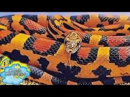 You have to see these snakes 🐍 🐍 🐍
