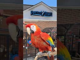 Meet Me at Parrot Stars 2025