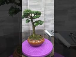 Newly Repot