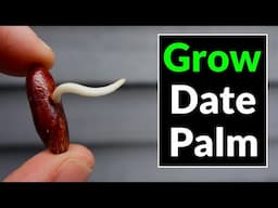 How to Germinate & Grow a Date Palm Tree from Seed (Complete Process)