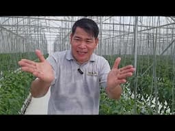 22 HECTAR NA TANIMAN NG GREEN LEAFY VEGETABLES: ANG GAGANDA NG MGA TANIM NA SILI #gardening #farmer