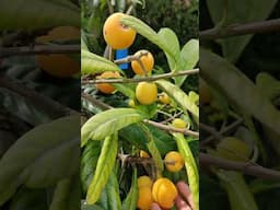 árbol 🌳 de nísperos 🤩 #huerto #plantas #huerta #jardin #agricultura #garden #árboles #eco #vida