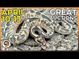 Great Ball Python Morphmarket Auctions just in time for Spring! - APRIL 10-13
