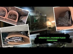 Update on L-number Pleco Fishroom
