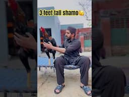 3 feet tall  #youtubeshorts #shorts #aseelmurga #shamoo #kingshamopakistan