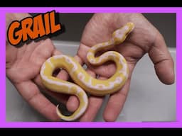 First Ball Python Clutch Of The Season!