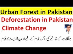 Urban Forest and Deforestation in Pakistan | What is Miyawaki Method of Forestation