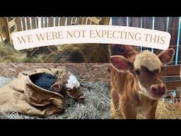 Seed Update | New Life on the Farm