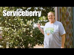 Serviceberry