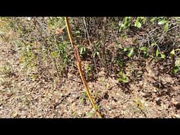 Longbow Shooting Tips and set up from a Waldrop /Pack Seat