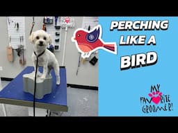 Maltese Perchs Like a Bird & Acts Better for Grooming
