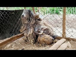 Dog was caged for 4 years by its owner and refuses to leave,20kg of matted fur down on it like armor